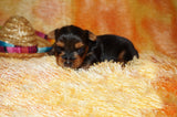 Meeko AKC  Registered Yorkie Yorkshire Terrier Male Black And Gold Born 8-10-2025 Click Here For More Info