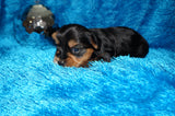 Caleb AKC  Registered Yorkie Yorkshire Terrier Male Black And Gold Born 8-10-2025 Click Here For More Info