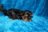 Caleb AKC  Registered Yorkie Yorkshire Terrier Male Black And Gold Born 8-10-2025 Click Here For More Info