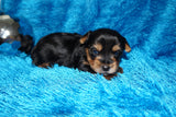 Caleb AKC  Registered Yorkie Yorkshire Terrier Male Black And Gold Born 8-10-2025 Click Here For More Info