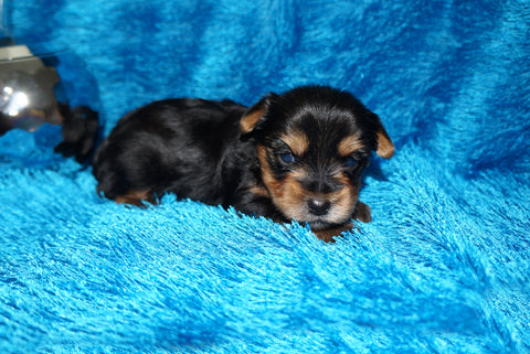 Caleb AKC  Registered Yorkie Yorkshire Terrier Male Black And Gold Born 8-10-2025 Click Here For More Info