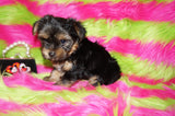 Piper AKC Registered Black And Gold Yorkie Yorkshire Terrier Female Born 7-18-2025 Click Here For More Info