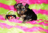Piper AKC Registered Black And Gold Yorkie Yorkshire Terrier Female Born 7-18-2025 Click Here For More Info