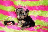 Piper AKC Registered Black And Gold Yorkie Yorkshire Terrier Female Born 7-18-2025 Click Here For More Info