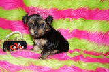 Piper AKC Registered Black And Gold Yorkie Yorkshire Terrier Female Born 7-18-2025 Click Here For More Info
