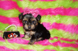 Piper AKC Registered Black And Gold Yorkie Yorkshire Terrier Female Born 7-18-2025 Click Here For More Info