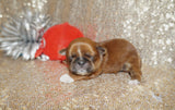 Jackson AKC Registered Shih Tzu Male Caramel Born 8-30-2025 Click Here For More Info