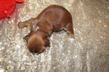 Jackson AKC Registered Shih Tzu Male Caramel Born 8-30-2025 Click Here For More Info