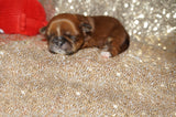 Jackson AKC Registered Shih Tzu Male Caramel Born 8-30-2025 Click Here For More Info