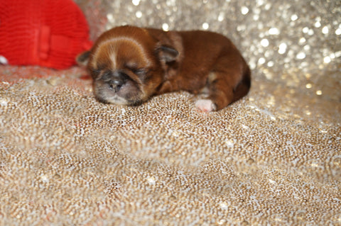 Jackson AKC Registered Shih Tzu Male Caramel Born 8-30-2025 Click Here For More Info