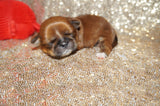 Jackson AKC Registered Shih Tzu Male Caramel Born 8-30-2025 Click Here For More Info