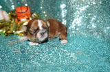 Bear AKC Registered Shih Tzu Male Caramel Born 8-30-2025 Click Here For More Info