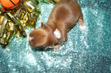Bear AKC Registered Shih Tzu Male Caramel Born 8-30-2025 Click Here For More Info