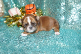 Bear AKC Registered Shih Tzu Male Caramel Born 8-30-2025 Click Here For More Info