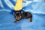 Brody AKC Registered Teacup Yorkie Yorkshire Terrier Male Black And Gold Born 9-2-2025 Click Here For More  Info