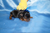 Brody AKC Registered Teacup Yorkie Yorkshire Terrier Male Black And Gold Born 9-2-2025 Click Here For More  Info