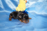 Brody AKC Registered Teacup Yorkie Yorkshire Terrier Male Black And Gold Born 9-2-2025 Click Here For More  Info