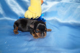 Brody AKC Registered Teacup Yorkie Yorkshire Terrier Male Black And Gold Born 9-2-2025 Click Here For More  Info