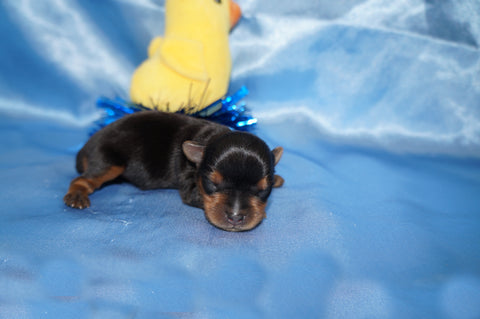 Brody AKC Registered Teacup Yorkie Yorkshire Terrier Male Black And Gold Born 9-2-2025 Click Here For More  Info