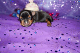 Ally AKC Registered Teacup Yorkie Yorkshire Terrier Black And Gold Born 9-2-2025 Click Here More Info