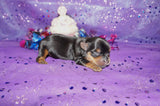 Ally AKC Registered Teacup Yorkie Yorkshire Terrier Black And Gold Born 9-2-2025 Click Here More Info