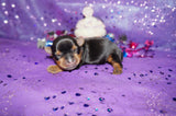 Ally AKC Registered Teacup Yorkie Yorkshire Terrier Black And Gold Born 9-2-2025 Click Here More Info