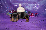 Ally AKC Registered Teacup Yorkie Yorkshire Terrier Black And Gold Born 9-2-2025 Click Here More Info