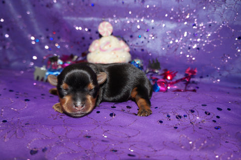 Ally AKC Registered Teacup Yorkie Yorkshire Terrier Black And Gold Born 9-2-2025 Click Here More Info