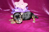 Elvira AKC Registered Teacup Yorkie Yorkshire Terrier Black And Gold Born 9-6-2025 Click Here For More Info