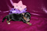 Elvira AKC Registered Teacup Yorkie Yorkshire Terrier Black And Gold Born 9-6-2025 Click Here For More Info