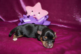 Elvira AKC Registered Teacup Yorkie Yorkshire Terrier Black And Gold Born 9-6-2025 Click Here For More Info