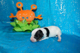 Gomez AKC Registered Teacup Yorkie Yorkshire Terrier Male Parti Born 9-6-2025 Click Here For More Info