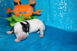 Gomez AKC Registered Teacup Yorkie Yorkshire Terrier Male Parti Born 9-6-2025 Click Here For More Info