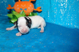 Gomez AKC Registered Teacup Yorkie Yorkshire Terrier Male Parti Born 9-6-2025 Click Here For More Info