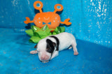Gomez AKC Registered Teacup Yorkie Yorkshire Terrier Male Parti Born 9-6-2025 Click Here For More Info