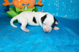 Gomez AKC Registered Teacup Yorkie Yorkshire Terrier Male Parti Born 9-6-2025 Click Here For More Info