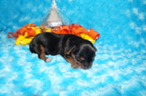 Salem AKC Registered Teacup Yorkie Yorkshire Terrier Male Black And Gold Born 9-6-2025 Click Here For More Info
