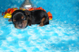 Salem AKC Registered Teacup Yorkie Yorkshire Terrier Male Black And Gold Born 9-6-2025 Click Here For More Info