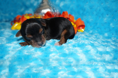 Salem AKC Registered Teacup Yorkie Yorkshire Terrier Male Black And Gold Born 9-6-2025 Click Here For More Info