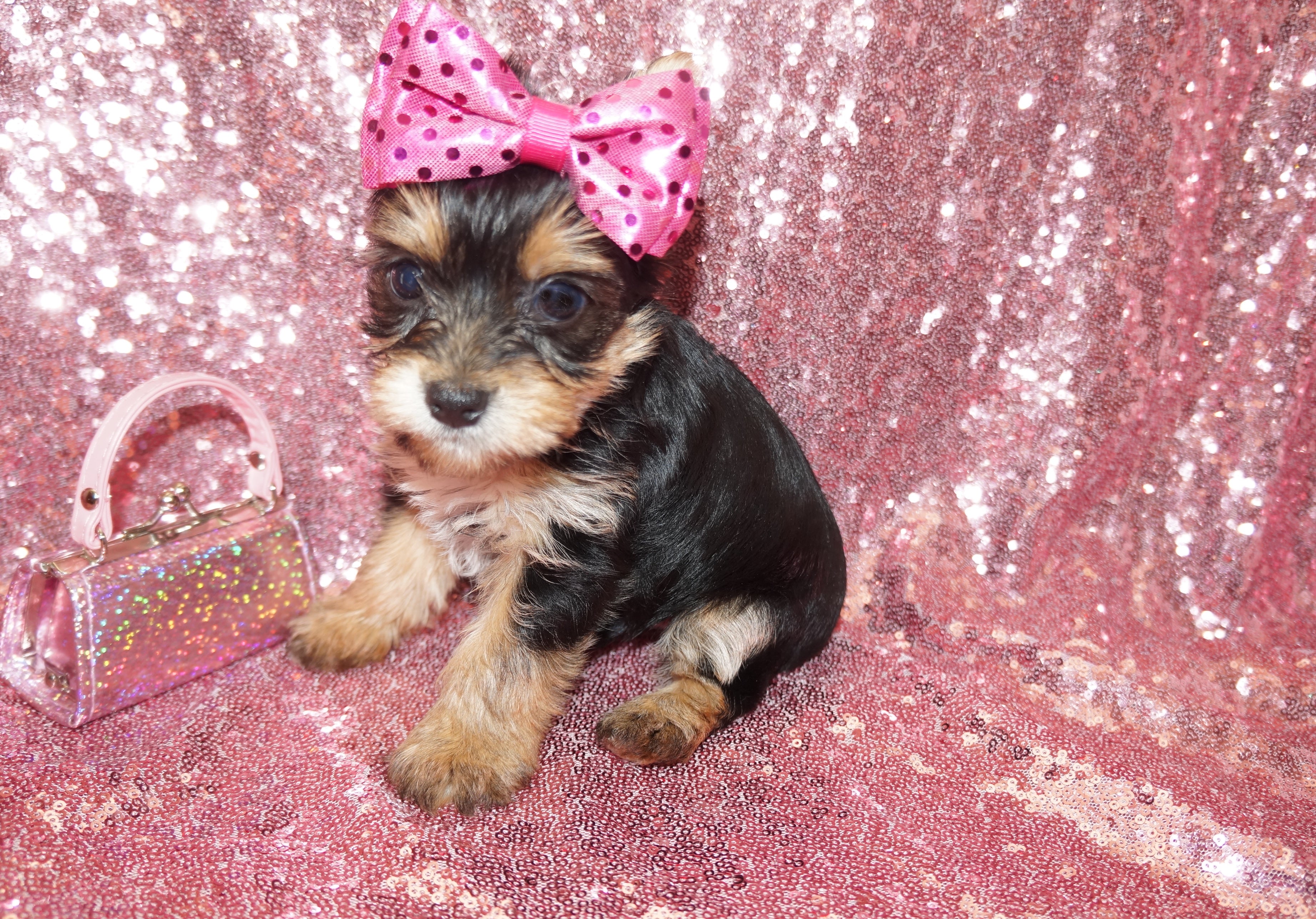 Angel Yorkie Yorkshire Terrier Female Born 7-12-2023 READY NOW!! Click Here For More Info