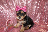 Angel Yorkie Yorkshire Terrier Female Born 7-12-2023 READY NOW!! Click Here For More Info