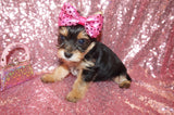 Angel Yorkie Yorkshire Terrier Female Born 7-12-2023 READY NOW!! Click Here For More Info