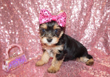 Angel Yorkie Yorkshire Terrier Female Born 7-12-2023 READY NOW!! Click Here For More Info