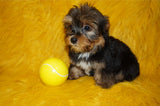 Yorkie Puppies