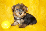 Yorkie Puppies