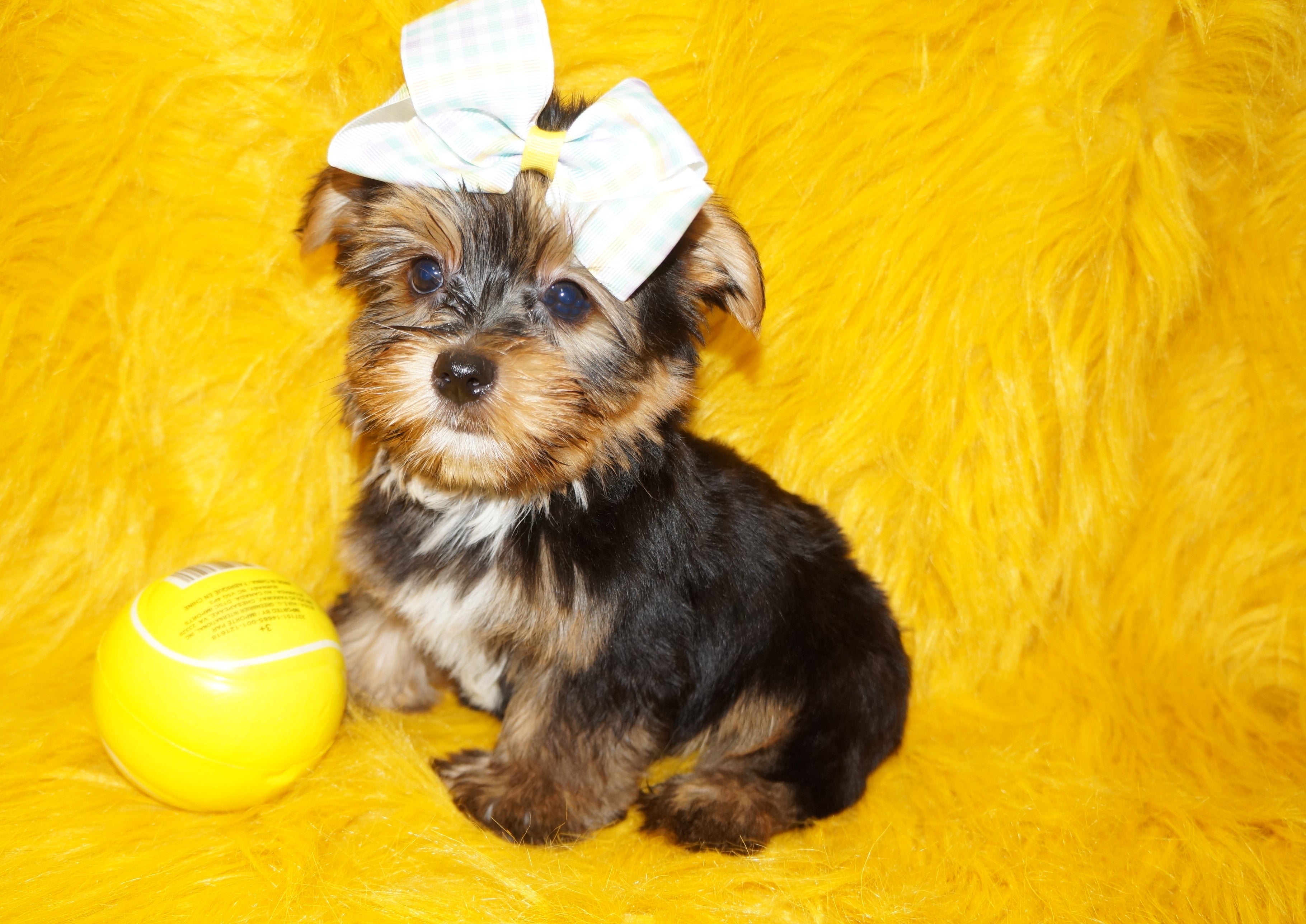 ON SALE THIS WEEK ONLY!! $1000 OFF! Thunder AKC Registered Yorkshire Terrier Yorkie Black And Gold Male Born 2-25-2023 Click Here For More Info
