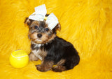 Yorkie Puppies