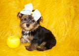 ON SALE THIS WEEK ONLY!! $1000 OFF! Thunder AKC Registered Yorkshire Terrier Yorkie Black And Gold Male Born 2-25-2023 Click Here For More Info