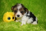 Ace AKC Registered Yorkshire Terrier Yorkie Male Parti Born 3-18-23 Click Here For More Info