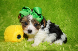Ace AKC Registered Yorkshire Terrier Yorkie Male Parti Born 3-18-23 Click Here For More Info